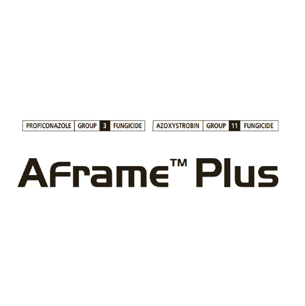 Aframe Plus
