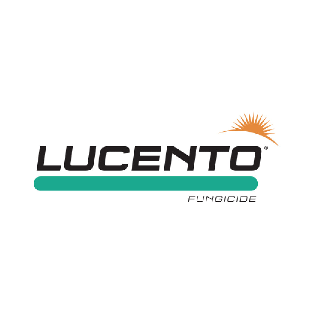 Lucento